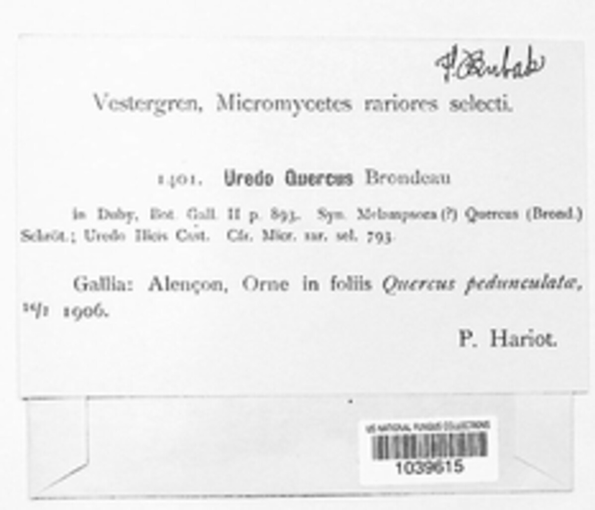 Cronartium quercuum image